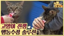 빙꼬와 치치! 고양이 전쟁의 행동수정 솔루션 [식빵굽는 고양이 시즌2] 35회