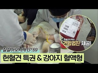 헌혈견의 특권 건강검진 & 강아지들의 고유 혈액형