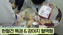 헌혈견의 특권 건강검진 & 강아지들의 고유 혈액형