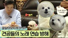 가수 민주씨의 노래 연습을 방해하는(?) 견공들