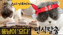 편식 냥아치 요다를 위한 편식 탈출 솔루션 [내가 조선의 요다다] 5회