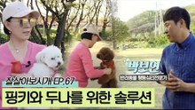 공격적인 핑키와 왕따를 당하는 두나를 위한 솔루션