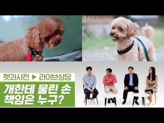 산책하는 개한테 손을 물렸다! 누구에게 책임을? [펫과사전] 1회