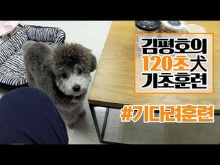 반려견 훈련법 I ‘기다려’ 훈련 이렇게 해보세요! I 김평호의 120초 犬기초훈련