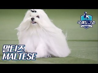 말티즈 (MALTESE - 이탈리아) [2018 고양 FCI 국제 도그쇼]