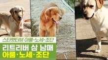 화제의 SNS 스타 리트리버 삼 남매 아룸·노세·조단 [펫과사전] 8회
