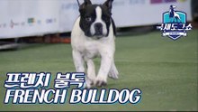 프렌치 불독 (FRENCH BULLDOG) [2018 고양 FCI 국제 도그쇼]