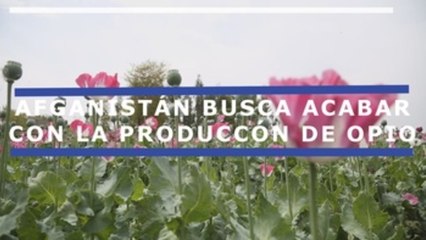 Afganistán busca acabar con la producción de narcóticos