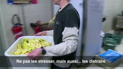 Avec les soigneurs animaliers du zoo de Paris