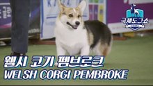 웰시 코기 펨브로크 (WELSH CORGI PEMBROKE) [2018 고양 FCI 국제 도그쇼]