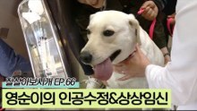 영순이의 상상임신 그리고, 인공수정과 다이어트