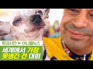 못생길수록 사랑받는다? 세계에서 가장 못생긴 犬대회 [펫과사전] 5회