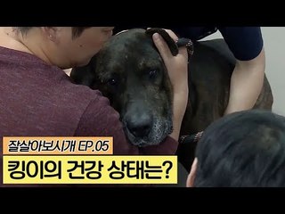 킹이의 건강 상태는? [잘살아보시개] 5회