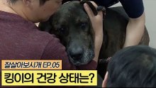 킹이의 건강 상태는? [잘살아보시개] 5회