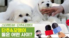 단추와 꼬맹이 둘의 관계는 남매일까? 부부일까? [펫과사전] 6회