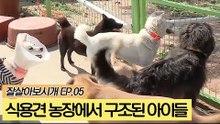 식용견 농장에서 구조된 아이들 [잘살아보시개] 5회