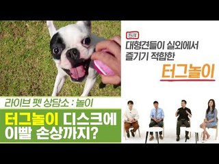반려견 터그놀이, 이빨 손상에 디스크까지? [펫과사전] 6회