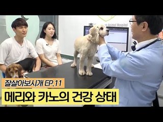 메리와 카노의 건강 상태는? [잘살아보시개] 11회