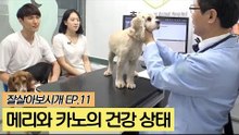 메리와 카노의 건강 상태는? [잘살아보시개] 11회