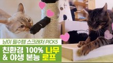 고양이 필수템, 나무 스크래처 & 로프 스크래처 [펫과사전] 12회
