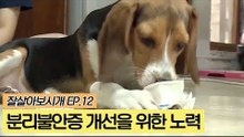 분리불안증 개선을 위한 노력 [잘살아보시개] 12회