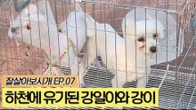 하천에 유기된 강일이와 강이 [잘살아보시개] 7회