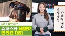 글로벌 슈퍼스타犬에 도전! ‘세.젤.멋 반려견 대회’ [펫과사전] 7회
