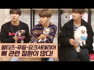 몰티즈·푸들·요크셔테리어, 뼈 관련 질환이 많다! [마이펫 상담소] 6회
