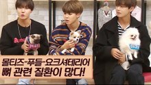 몰티즈·푸들·요크셔테리어, 뼈 관련 질환이 많다! [마이펫 상담소] 6회