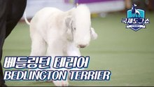 베들링턴 테리어 (BEDLINGTON TERRIER - 영국) [2018 고양 FCI 국제 도그쇼]