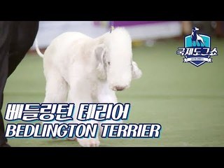 베들링턴 테리어 (BEDLINGTON TERRIER - 영국) [2018 고양 FCI 국제 도그쇼]