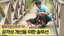 뽀미의 공격성 개선을 위한 본격 솔루션 [잘살아보시개] 10회