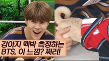 강아지 맥박 측정하는 BTS, 이 느낌? 쩌러! [마이펫 상담소] 6회