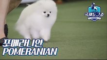 포메라니안 (POMERANIAN - 독일) [2018 고양 FCI 국제 도그쇼]