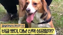 비글 뽀미, 대낮 산책 성공할까? [잘살아보시개] 10회