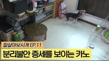 분리불안 증세를 보이는 카노 [잘살아보시개] 11회