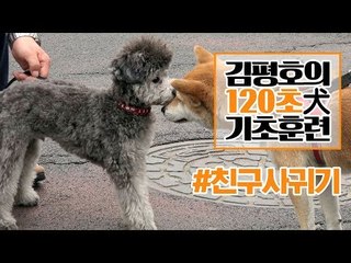 반려견 훈련법 I ‘친구 사귀기’ 훈련 이렇게 해보세요! I 김평호의 120초 犬기초훈련