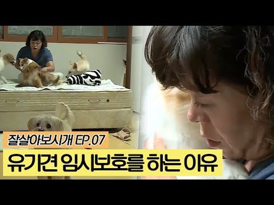 유기견 임시보호를 하는 이유 [잘살아보시개] 7회