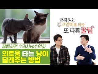냥이도 외로움을 탄다! 외로움 달래주는 방법은? [펫과사전] 9회
