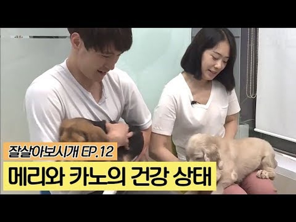 유기견 메리와 카노의 건강 상태는? [잘살아보시개] 12회