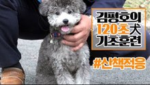 반려견 훈련법 I ‘산책 적응’ 훈련 이렇게 해보세요! I 김평호의 120초 犬기초훈련