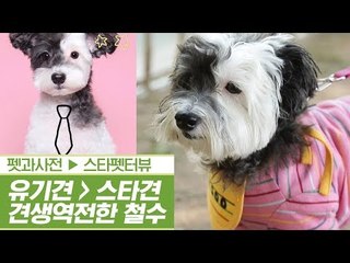‘犬생역전’ 유기견에서 인싸견으로 변신한 철수 [펫과사전] 1회
