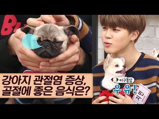 강아지 관절염 증상, 골절에 좋은 음식은? [마이펫 상담소] 6회