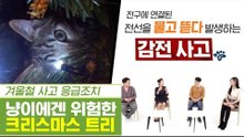 냥이에겐 너무 위험한 크리스마스 트리 [펫과사전] 12회