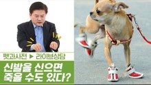 반려동물, 신발을 신으면 죽을 수도 있다?! [펫과사전] 1회