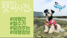 [펫과사전 스페셜] 프로여행견 철수가 알려주는 여행 정보