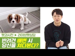 배변 시 개가 당신을 뚫어져라 본다면? & 모서리 배변 [펫과사전] 2회