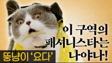 생소한 할로윈 제대로 즐겨보자! [내가 조선의 요다다] 1회