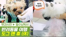 도그쇼&어질리티부터 요리와 요가까지, 도그 앤 휴 [펫과사전] 3회