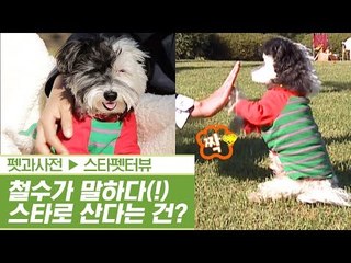 셀럽견 철수가 말하다! 슈퍼스타로 산다는 건? [펫과사전] 1회